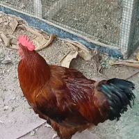 مرغ و خروس محلی