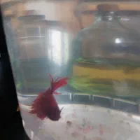 ماهی فایتر|ماهی|آق قلا, |دیوار