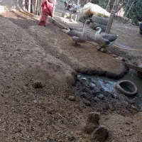 قوغاز نرو ماده|حیوانات مزرعه|مینودشت, |دیوار