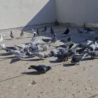 کبوتر آلمانی|پرنده|سبزوار, رباط|دیوار