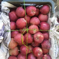 سیب|خوردنی و آشامیدنی|اسکو, |دیوار
