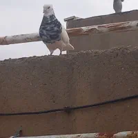 طوقی همه رقم