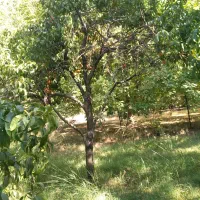 باغ فروشی|فروش دفتر صنعتی، کشاورزی، تجاری|الشتر, |دیوار