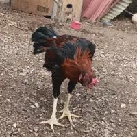 خروس لاری|حیوانات مزرعه|قزوین, |دیوار