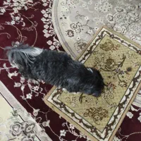 واگذاری رایگان