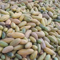 خربزه دامی|خوردنی و آشامیدنی|خوشاب, |دیوار