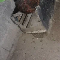مرغ وجوجه محلی