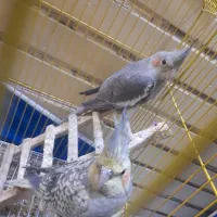 فروش عروس هلندی و کوتوله برزیلی