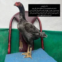 خروس‌لاری|حیوانات مزرعه|رباط‌کریم, رباط‌کریم|دیوار