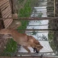 واگذاری سگ جوان سراب