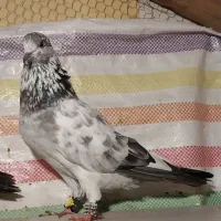 کبوتر پرشی  زیر ۱۰ ساعت|پرنده|رامسر, |دیوار