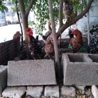 جوجه خروس و مرغ محلی اصل باشت