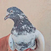 نروماده دهن خورده مایه کفتر