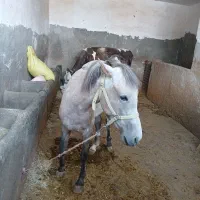اسب