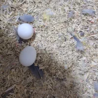 طوطی برزیلی و مرغ عشق شرت شرت