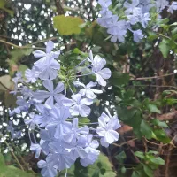گل و درختچه های بسیارزیبا.