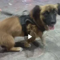 این‌سگ‌دوروز‌گم‌شده‌صاحبش‌‌بیمار‌شده