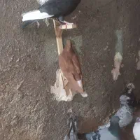 کفتر کبوتر