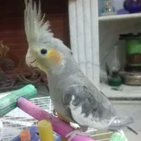 جوجه عروس هلندی دستی دونخور