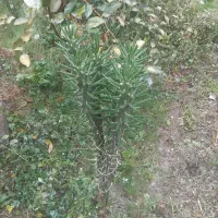 گل کاکتوس|گل و گیاه طبیعی|کردکوی, |دیوار