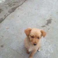 حیوان خانگی