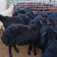 بره قره قزل اصل|حیوانات مزرعه|میاندوآب, |دیوار