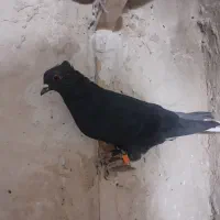 کفتر|پرنده|چناران, |دیوار