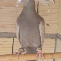 سرکیی فقط سیصدحراج