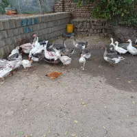 غاز وقوغاز اردک  هشت ماهه