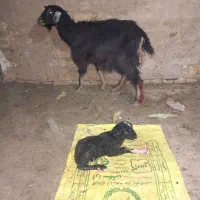 بز و بزغاله|حیوانات مزرعه|کوهدشت, |دیوار