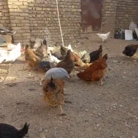 مرغ محلی|حیوانات مزرعه|الوند, |دیوار