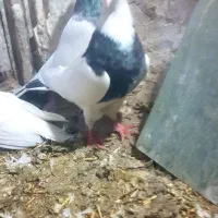 فروش  طوقی|پرنده|اهواز, بهارستان|دیوار
