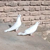 کبوتر سفید نوک ریز