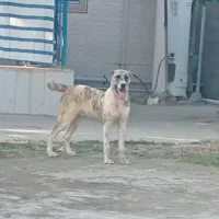 سگ آلابای