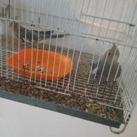 عروس هلندی جفت نرو ماده