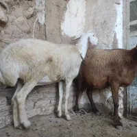 بره نرودماده چینی ۲قلو|حیوانات مزرعه|کوهدشت, |دیوار