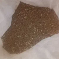 بذر گندم سیمونیدا