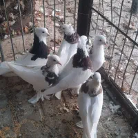 طوقی نروماده تخم جوجه ی