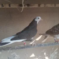 کبوتر نر شازده