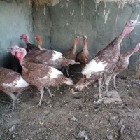 فروش بوقلمون بالغ بربون