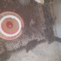 بلدرچین بالغ|حیوانات مزرعه|شیراز, قلات|دیوار