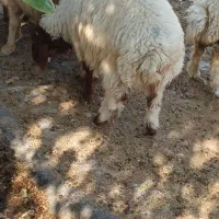 بره|حیوانات مزرعه|چوار, |دیوار