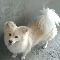 اشپیتز ماده دو ساله (به خانم واگذار میشود)