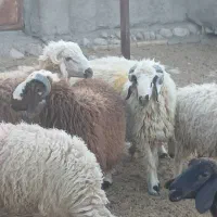 تعداد ۴۰ راس بره پرواری به فروش میرسد|حیوانات مزرعه|حاجی آباد, |دیوار