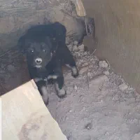 سه عدد توله|سگ|بندر ماهشهر, |دیوار