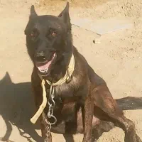 مالینیوز نر