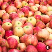 خریدار زیر درختی از محل و باغ شما