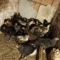 جوجه دوماه مرغ خروس