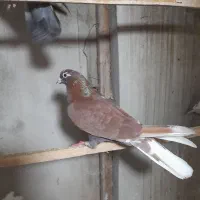 کبوترپروازی