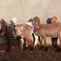 بره ماده چینی